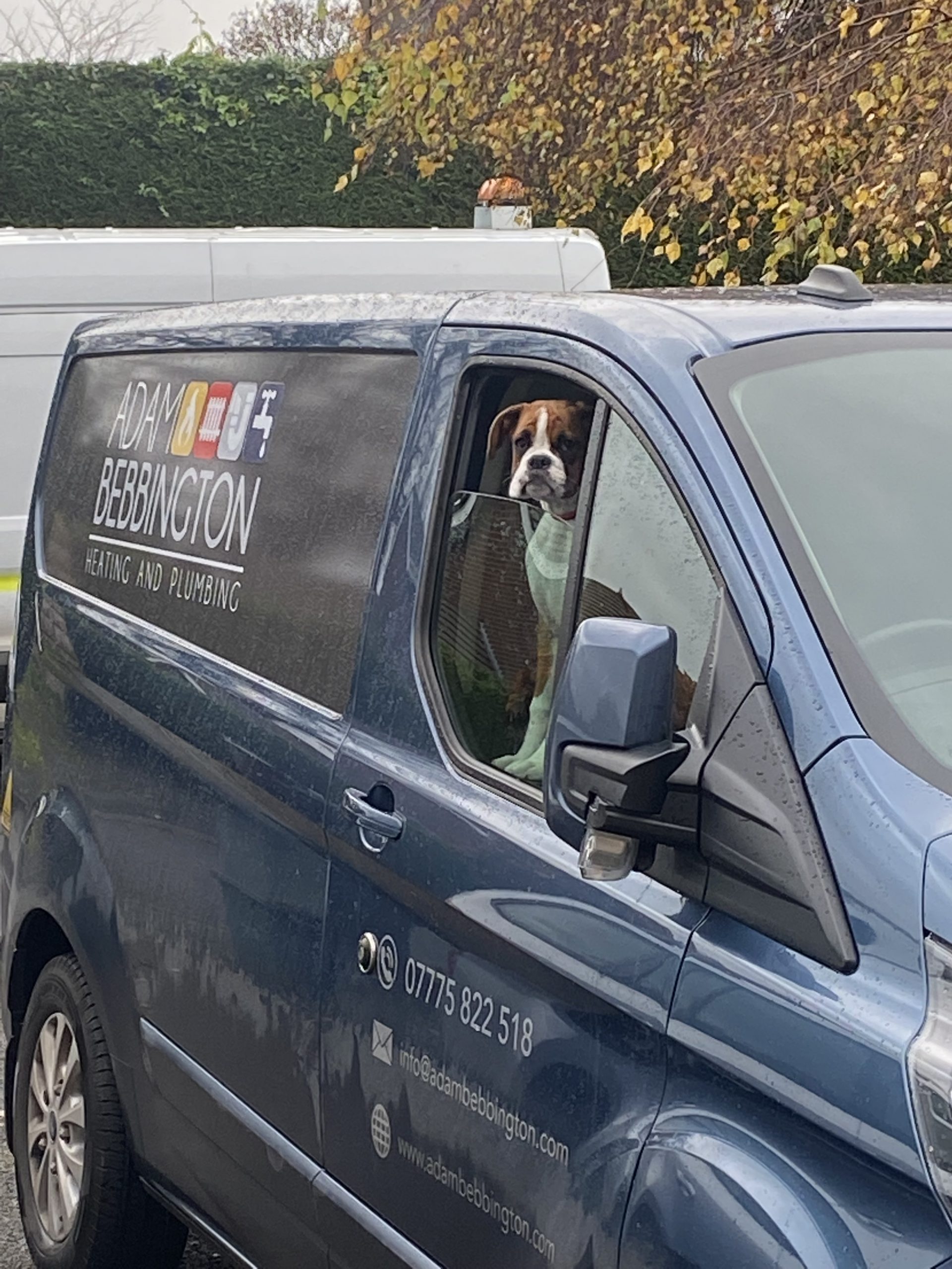 Adam Bebbington’s branded blue van with a dog at the window